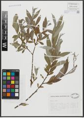 Foto von Salix alba L.